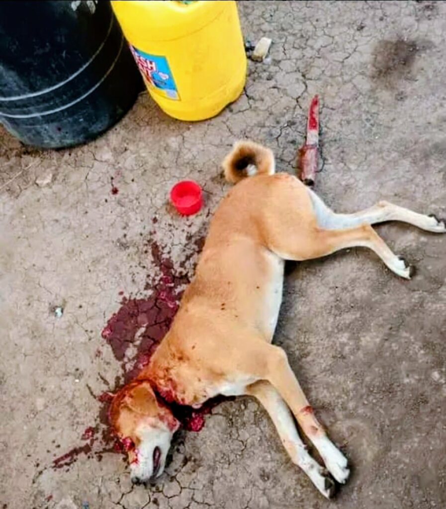 Kakuma 3 in Shock: Father Caught Slaughtering Dog to Feed His Family After UNHCR Food Cuts